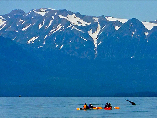 Juneau Wildlife Kayak Trip Reservations