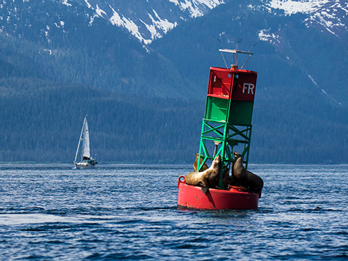 Juneau Whales Sightseeing Cruise Excursion Prices