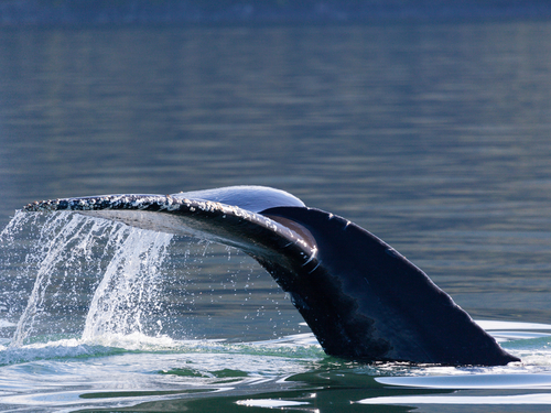 Juneau Whale Watching Cruise Excursion Booking