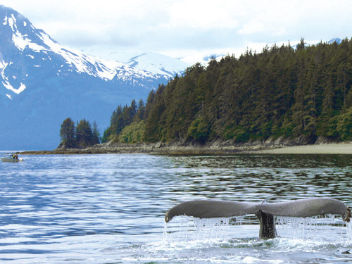Juneau Alaska / USA Seals Cruise Excursion Reservations