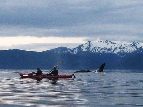 Juneau Alaska / USA Humpback Whale Kayak Trip Prices
