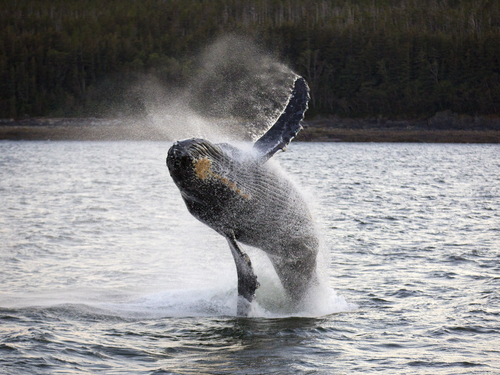 Juneau Alaska whale sightseeing Excursion Prices