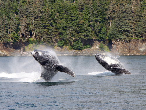 Juneau Alaska whale watching Trip Reviews