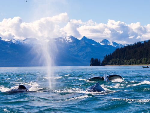 Juneau whale watching Shore Excursion Booking