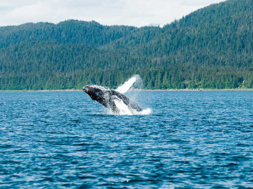 Juneau Alaska / USA Orcas Trip Prices