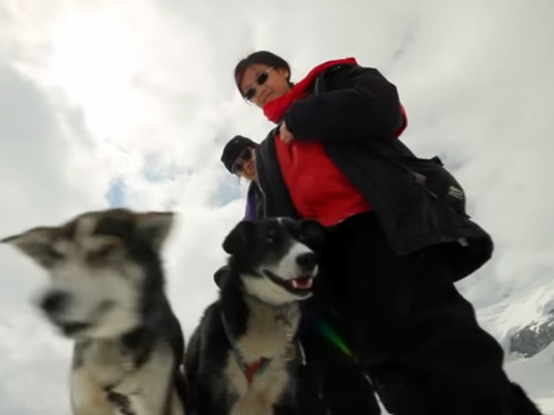 Juneau Alaska dog mushing Excursion Reservations