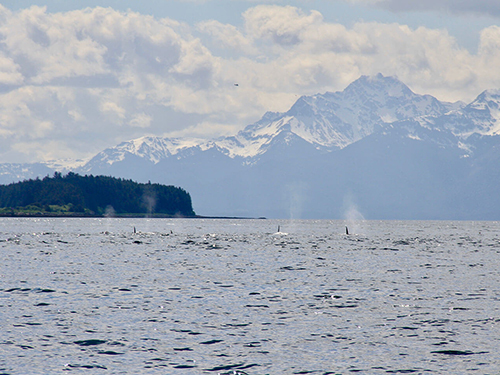 Juneau Alaska / USA Snacks and Drinks Kayak Trip Cost