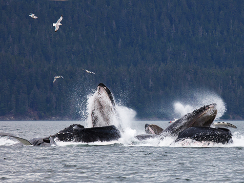 Juneau Humpback Whale Sightseeing Cruise Excursion Prices