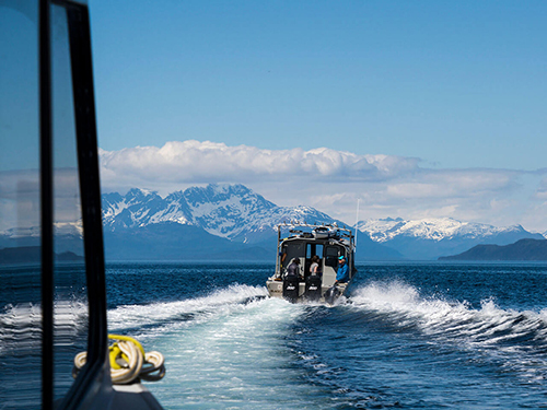 Juneau Humpback Whale Kayak Shore Excursion Reservations
