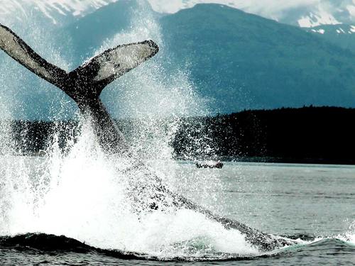 Juneau whale sightseeing Tour Reviews