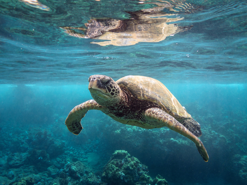 Maui (Kahului) green sea turtle swim Trip Reservations