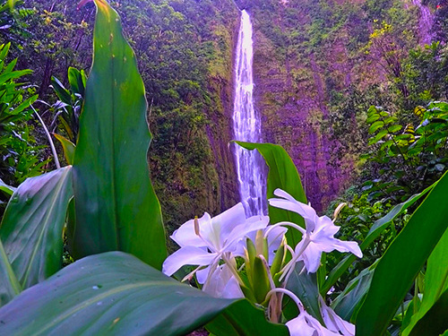 Kahului - Maui Waterfall Shore Excursion Reviews