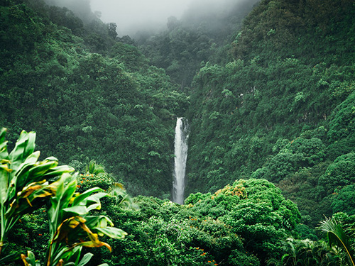 Maui Jungle Shore Excursion Reservations