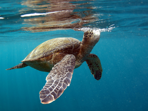 Maui (Kahului)  Hawaii / USA green sea turtle swim Trip Cost
