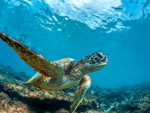 Maui (Kahului)  Hawaii / USA green sea turtle swim Trip Reviews