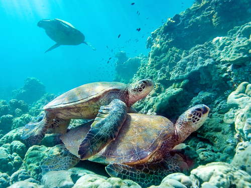 Maui (Kahului) green sea turtle swim Excursion Tickets