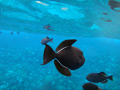 Maui (Kahului) Molokini Snorkel Trip Reviews