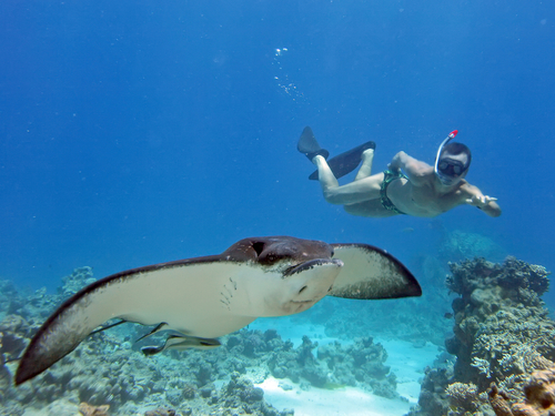 Maui (Kahului)  Hawaii / USA guided snorkeling Cruise Excursion Prices
