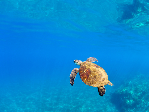 Maui (Kahului)  Hawaii / USA green sea turtle swim Trip Reservations