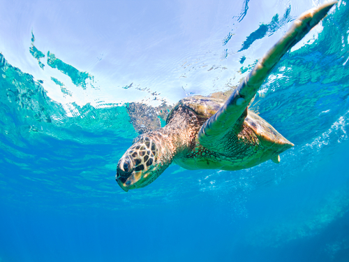 Maui (Kahului)  Hawaii / USA green sea turtle swim Cruise Excursion Tickets