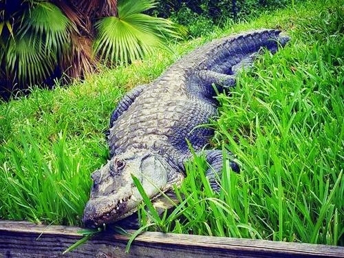 Fort Lauderdale aligators Excursion Tickets
