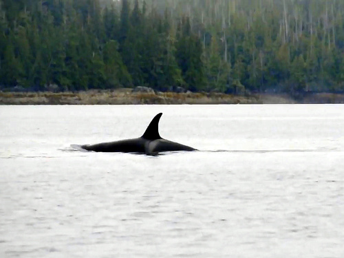 Ketchikan Alaska wildlife Zodiac Trip Booking