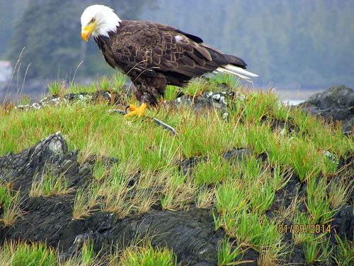 Ketchikan Lighthouse Cruise Excursion Tickets