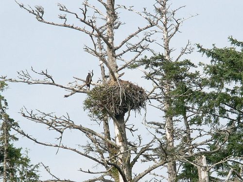 Ketchikan Alaska Eagles Excursion Prices