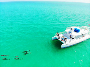 Key West Dolphin Watching and Snorkel Combo Excursion