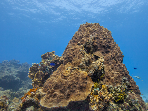 Key West coral reef snorkel Excursion Cost