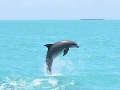 Key West  Florida / USA snorkeling Trip Reservations