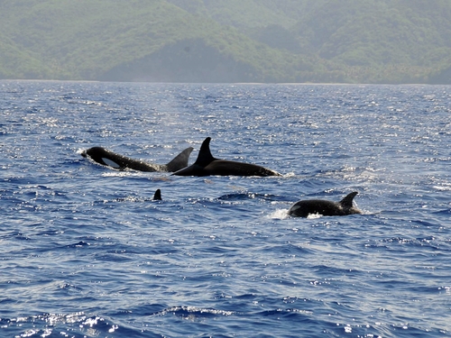 St. Lucia Humpback whale Cruise Excursion Cost