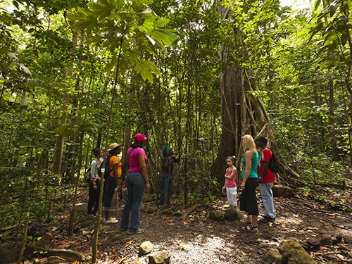 St. Lucia (Castries) flora Tour Cost