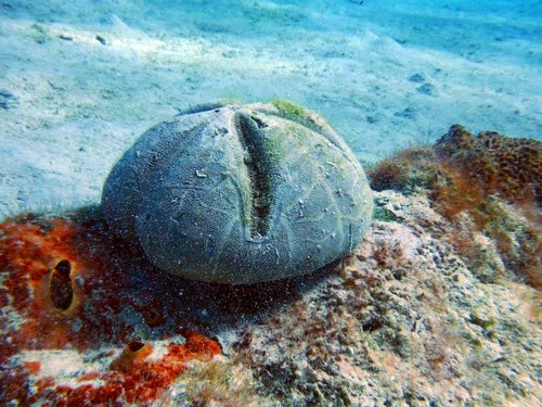 Barbados snorkel with turtles Prices