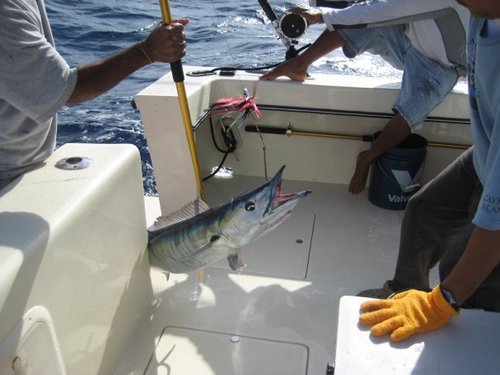 Grand Cayman  Grand Cayman (George Town) reef fishing Reviews