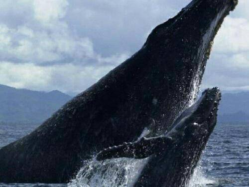 Cabo San Lucas breakfast buffet Tour