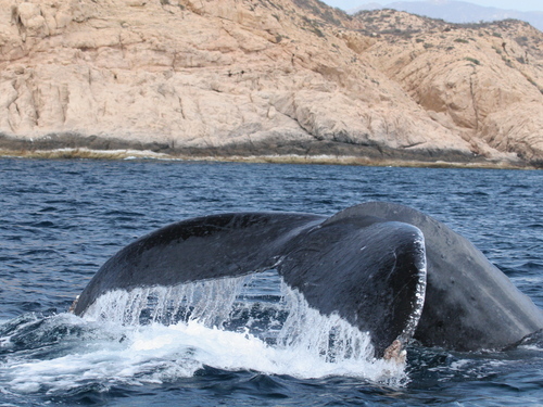 Cabo San Lucas  Mexico breakfast buffet Tickets