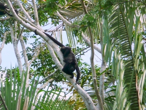 Belize  Belize City Howler monkeys Excursion