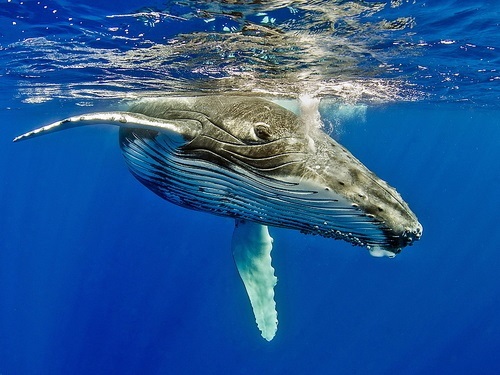 Mazatlan Mexico humpback whales Tour Reservations