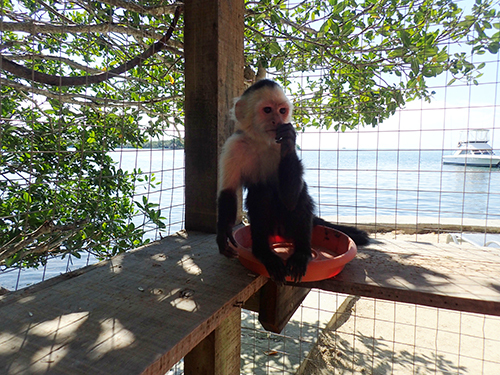 Roatan beach Excursion Cost