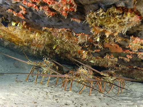 Roatan shipwreck Cruise Excursion Cost