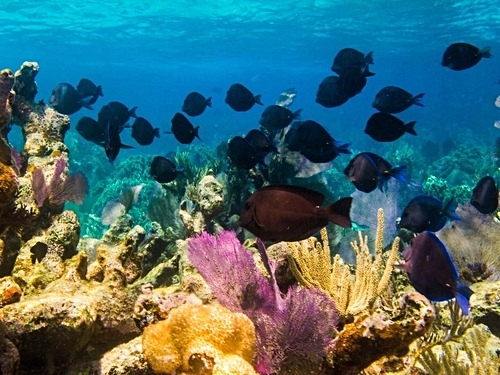 Grand Turk wall snorkel Cruise Excursion Booking