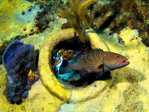 Nassau beginners scuba diving Reviews