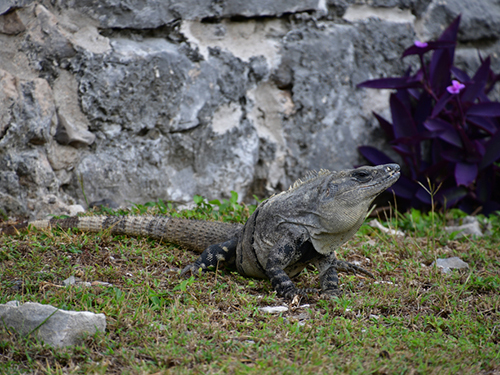 Costa Maya 7 Color Lagoon Cruise Excursion Cost