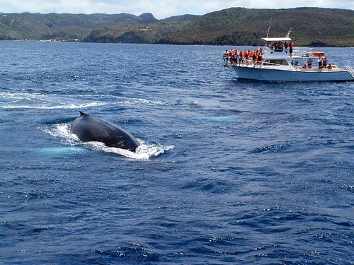St. Lucia Humpback whale Trip Reviews