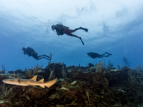 Belize scuba diving Cruise Excursion Reservations