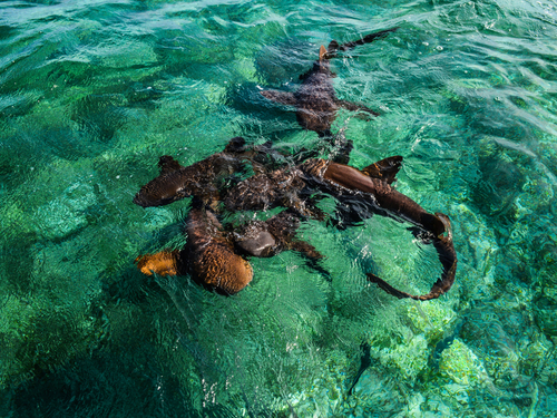 Belize scuba diving Trip Cost