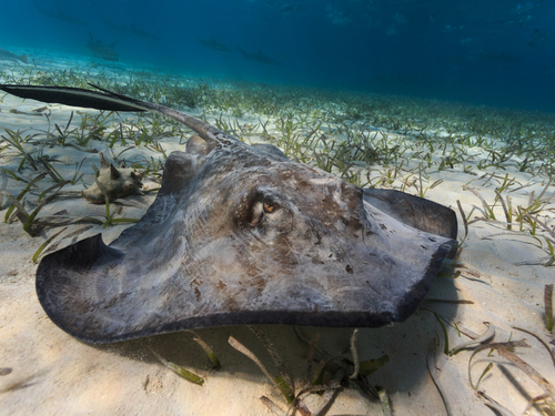 Belize guided snorkel with rays Excursion Reviews