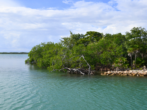 Belize manatee Boat Shore Excursion Cost