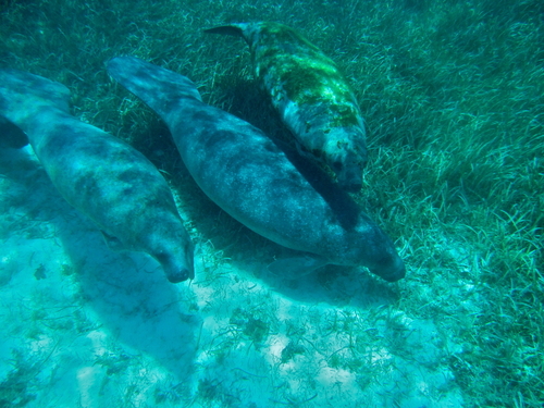 Belize manatee Boat Shore Excursion Reservations